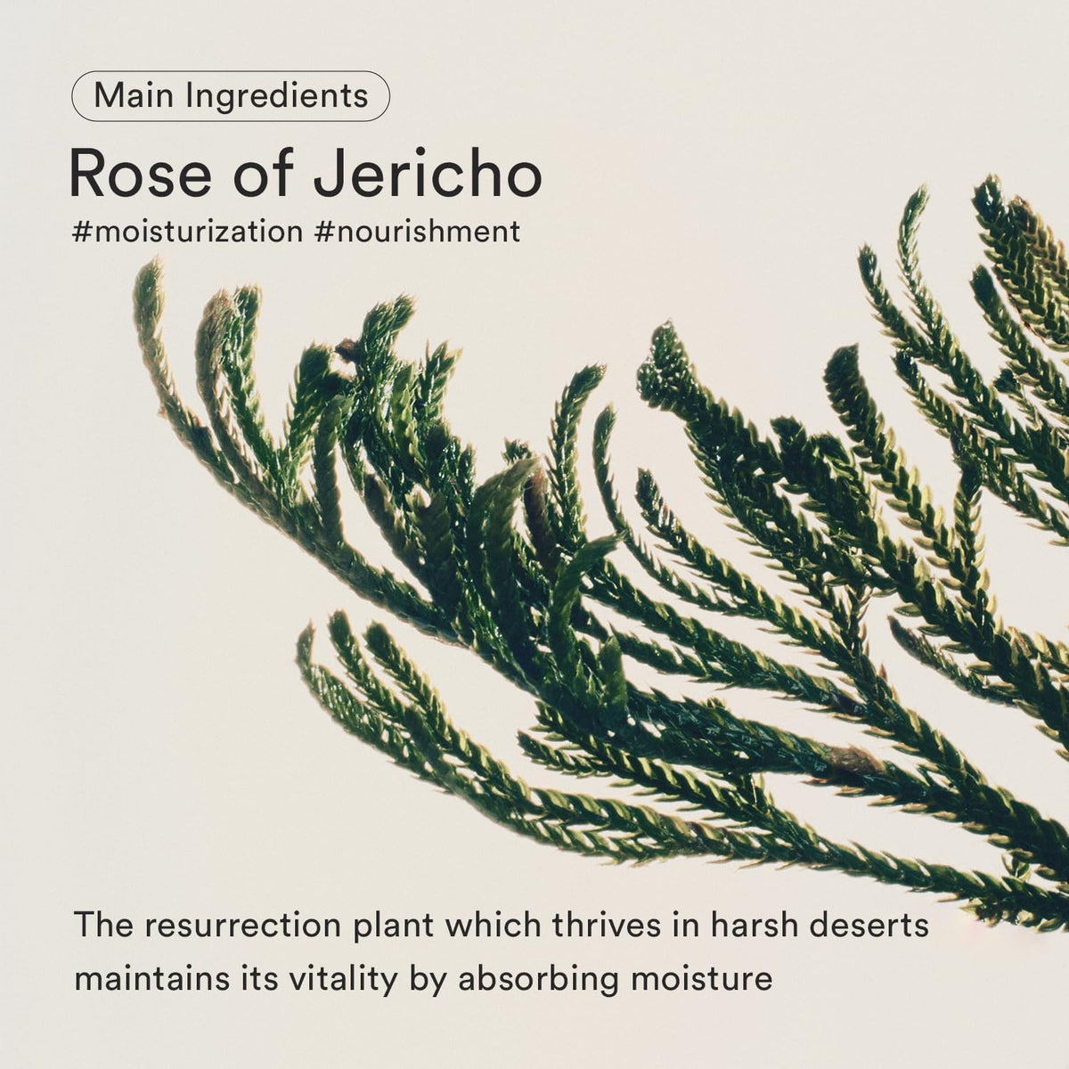 Abib Jericho Rose Crème Nutrition Tube 75ml