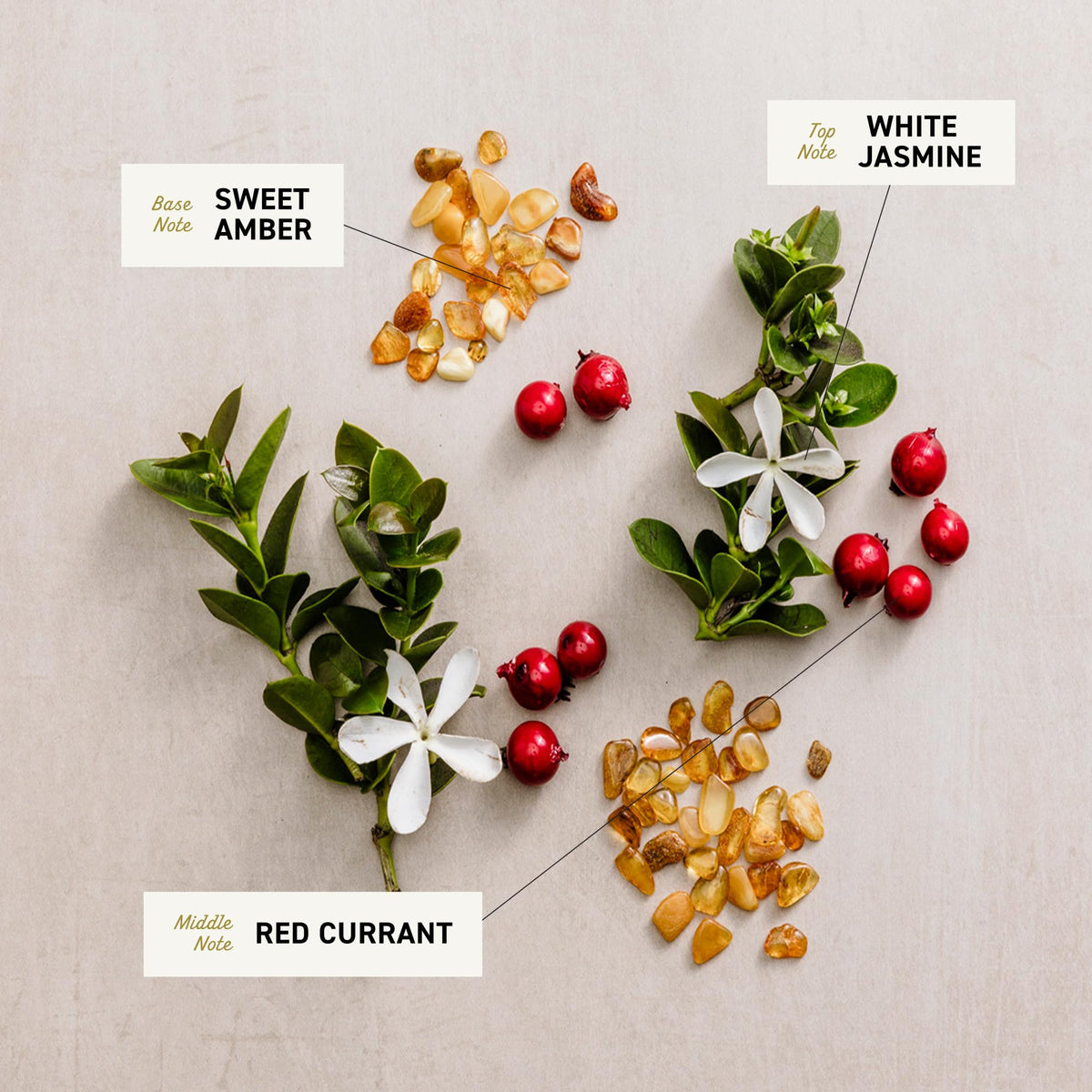 Scents with labels for Sweet Amber, White Jasmine, and Red Currant on a neutral background that are ingredients used to make CREMO Body wash